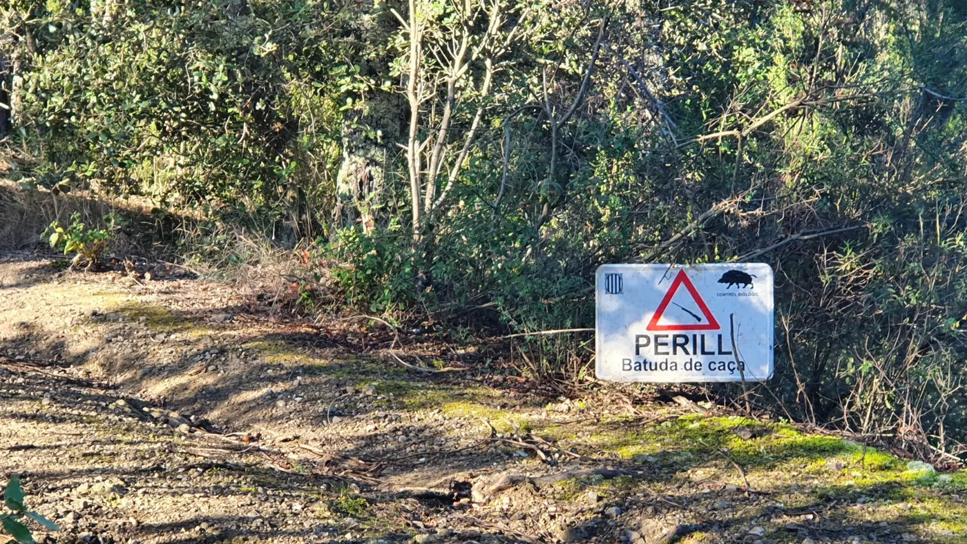 El Govern obligarà a informar de les batudes de senglars per evitar accidents