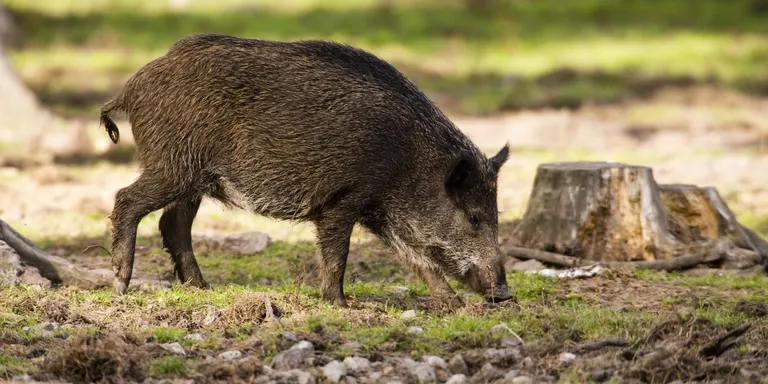 Detectats dos casos de triquinosi en carn de caça procedent de l’Alt Urgell