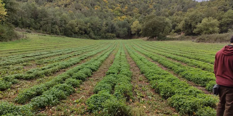 El primer directori de productors de plantes aromàtiques i medicinals de Catalunya recull una quarantena de productors