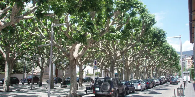 Dijous a la matinada, fumigació als arbres del passeig Joan Brudieu