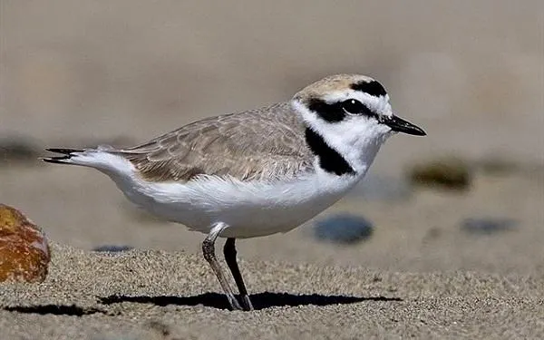 El corriol camanegre, escollit ‘Au de l’Any 2019’ per la Societat Espanyola d’Ornitologia –SEO Bird Life