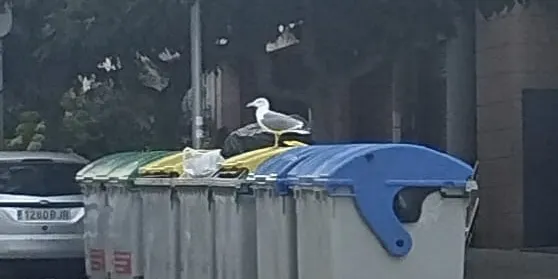 El gavià argentat de potes grogues és ja una amenaça per la fauna del país, i aviat ho serà per a les persones si no es regula la seva població