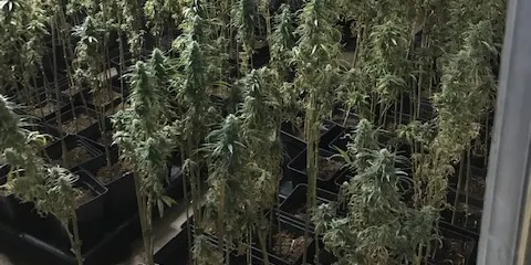 Desmantellada una plantació de marihuana a la urbanització de Pinemar