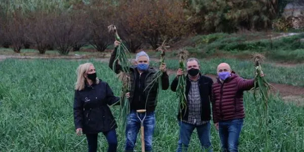 S’arrenquen els primers calçots de la temporada de calçotades al Camp de Tarragona, plena d'incerteses i marcada per les restriccions