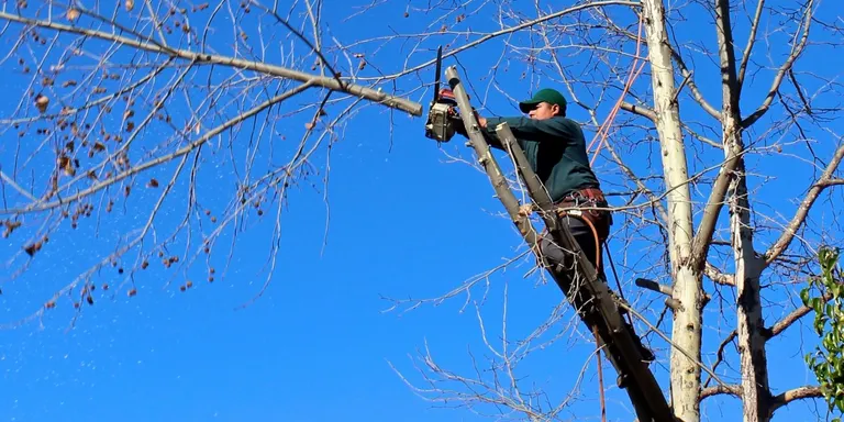 L'Escola Agrària del Solsonès ofereix un curs pràctic de quatre dies centrat en l'arboricultura i els treballs en alçada