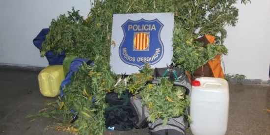 Detinguts dos veïns de la Seu amb vuit plantes de marihuana