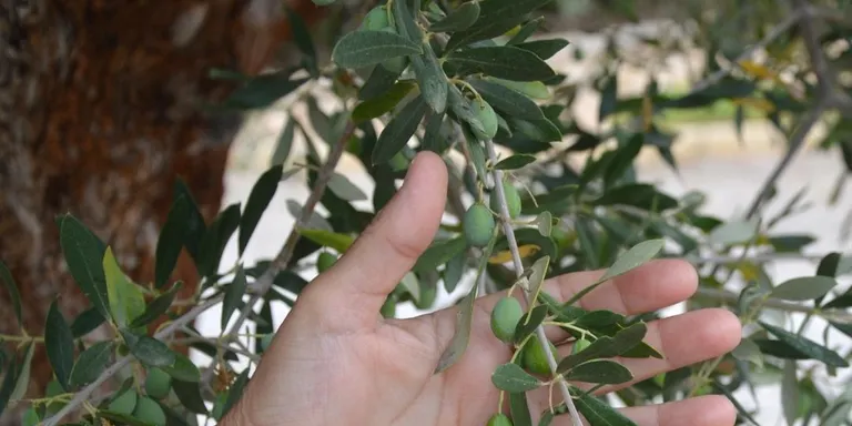 La producció d’oli d’oliva a Lleida baixa per les pluges però en global a Catalunya s’incrementa en un 20%