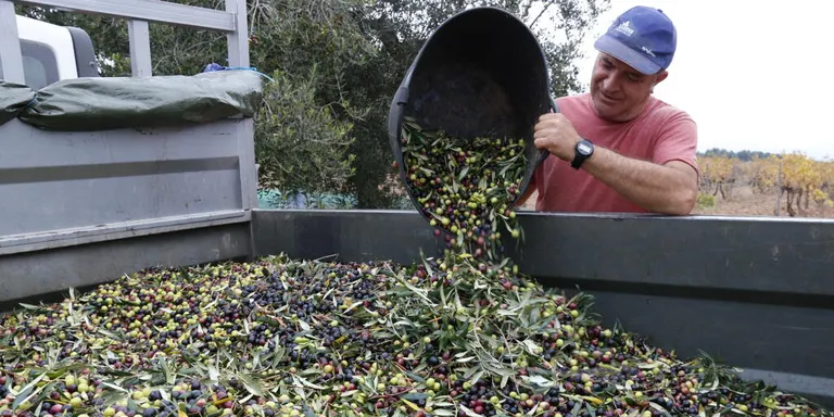 Unió de Pagesos alerta d’unes pèrdues en el cultiu d’oliva de fins al 90% en finques de secà i del 60% amb regadiu