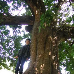 Amics Arbres - El garrover, el ruc dels arbres 6/6/2024 - episode art