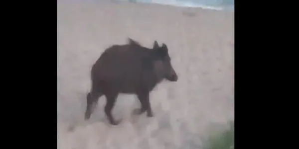 Apareixen tres porcs senglars a la platja d'Altafulla
