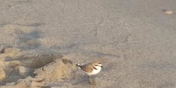 El corriol camanegre torna a triar la platja d'Altafulla per fer-hi el seu niu