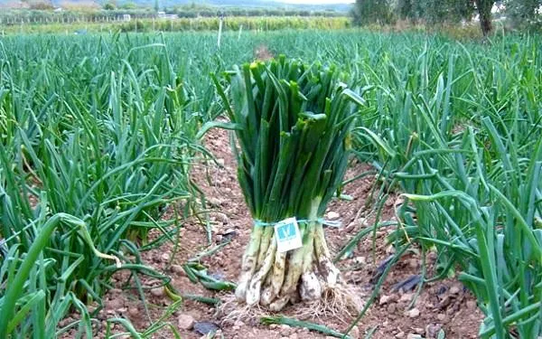 El territori dóna el tret de sortida oficial a la temporada de calçots