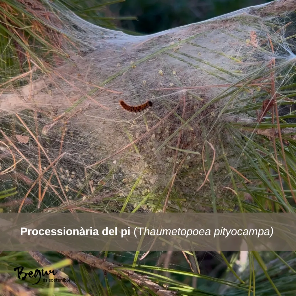 Consells de prevenció i actuació: què cal fer si trobes un niu de processionària?