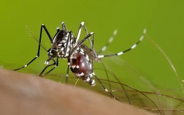 En marxa la campanya de prevenció i de lluita contra el mosquit tigre a Altafulla
