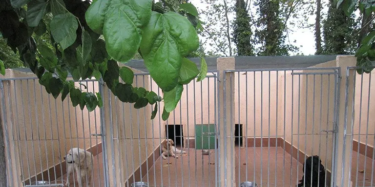 Es recullen 15 gossos pel carrer el darrer any, i s'han esterilitzat 26 gats per controlar-ne la població