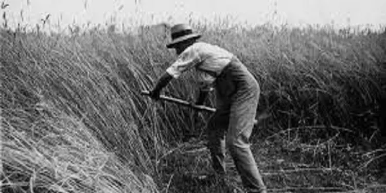 La transformación de los oficios vinculados al campo y la agricultura utrerana