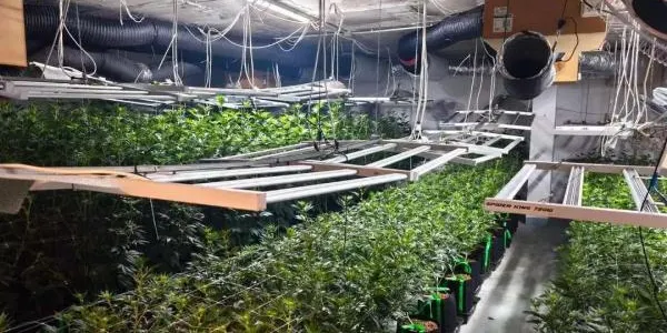 Desmantellen una plantació de marihuana a Tarragona amb lligams amb un habitatge de Roda de Berà