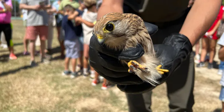 Agents Rurals alliberen a les Garrigues una vintena de xoriguers recuperats al centre de fauna de Vallcalent