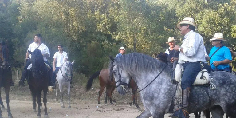 Concentració a Pineda de 50 cavalls de pura raça al Dia del Cavall