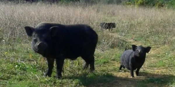 La Federació de Caça i els Agents Rurals creen un mapa per identificar porcs vietnamites al Camp de Tarragona