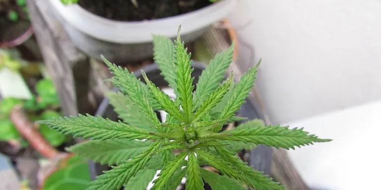 Cau una banda dedicada al cultiu de marihuana amb seu a Rubí