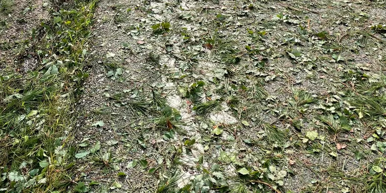 L'obstrucció d'una rasa i la supervivència dels arbres, principals preocupacions de l'Ajuntament de Navès arran de la tempesta de principi de mes