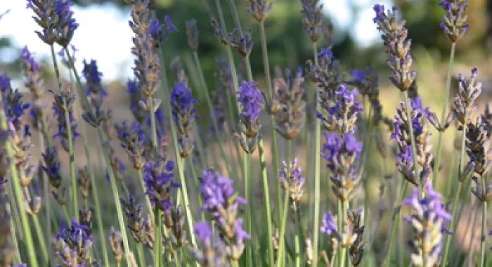 Tres arenyenques volen fer un llibre sobre plantes remeieres 