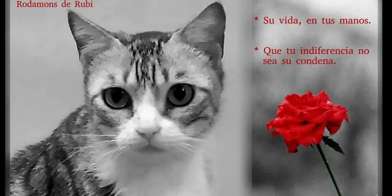 Rodamons de Rubí ven llibres i roses per Sant Jordi per poder continuar ajudant animals abandonats
