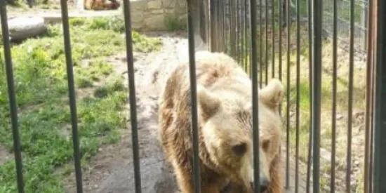 Els dos óssos d'Arties són traslladats a un santuari d'animals a Hongria