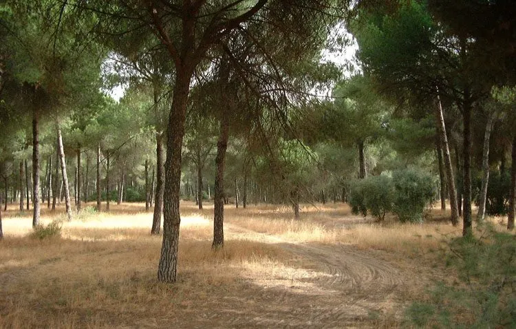 El Pinar de Doña, una joya natural de Utrera