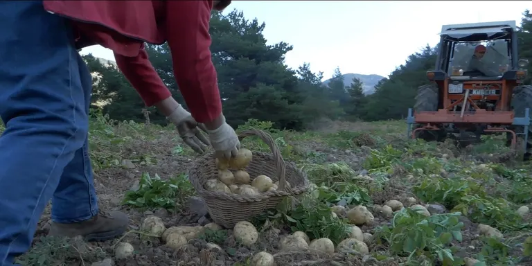 La Fira del Trumfo estrenarà un audiovisual sobre el cicle de la patata per posar-la en valor des del punt de vista agrícola i gastronòmic