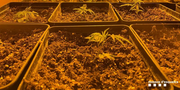 La policia va desmantellar a Catalunya gairebé dues plantacions de marihuana al dia durant el 2021