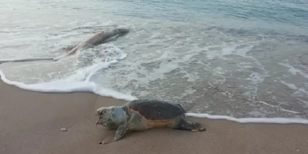 La tortuga apareguda a Altafulla va morir a causa de la ingesta de plàstic