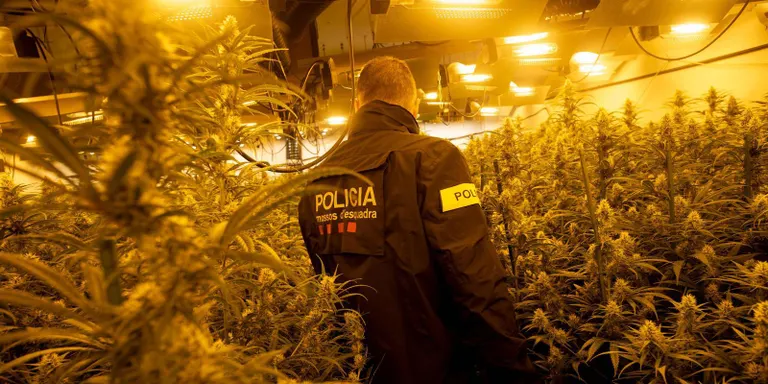 Dos sindicats dels Mossos denuncien que la marihuana torna a acumular-se a la comissaria de Cambrils