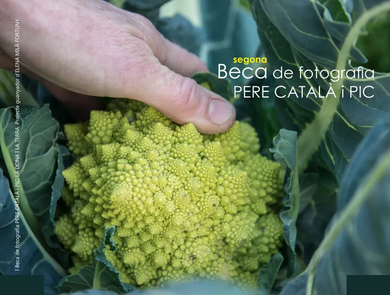 II Beca de fotografia Pere Català i Pic