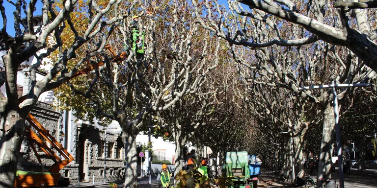 Comença la poda de prop de 800 arbres de la Seu d'Urgell