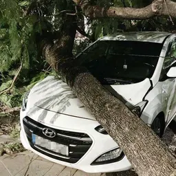 ¿Cómo reclamar los daños provocados por el temporal de viento en Utrera? - episode art