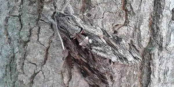 La fauna alada de la Finca Canyadell, nova proposta de l’Escola de Naturalistes El Corriol d’Altafulla