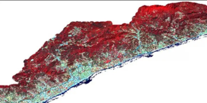 La massa forestal del boscos del Maresme disminueix durant l’últim any per culpa del Tomicus