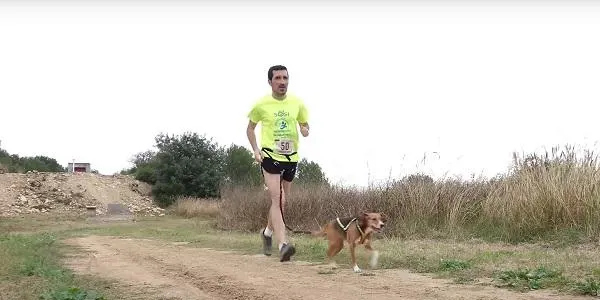 Una setantena d’esportistes i gossos es donaran cita aquest diumenge a la IX Canicròs de Creixell