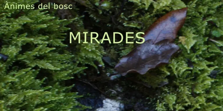 “Mirades. Ànimes del bosc”, nova proposta de l’espai d’art La Claraboia