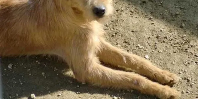 El nombre d’animals censats augmenta un 50% en 2 anys