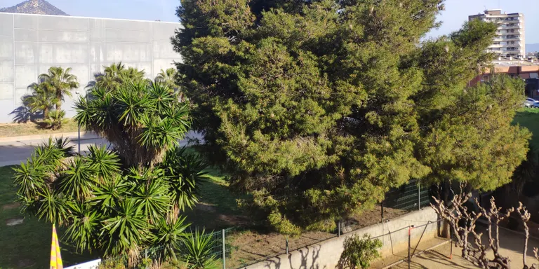 L’Ajuntament detalla les accions que empren per minimitzar la presència de l’eruga processionària