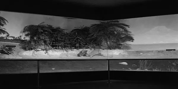 El Banc d’Espanya de Tarragona reobre després de vint anys per acollir l’exposició Zoocosis de la fotògrafa Estela de Castro