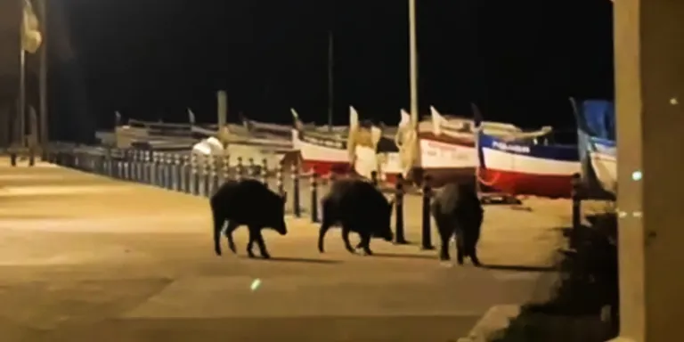 Un grup de senglars baixen fins les barques de la Platja dels Pescadors