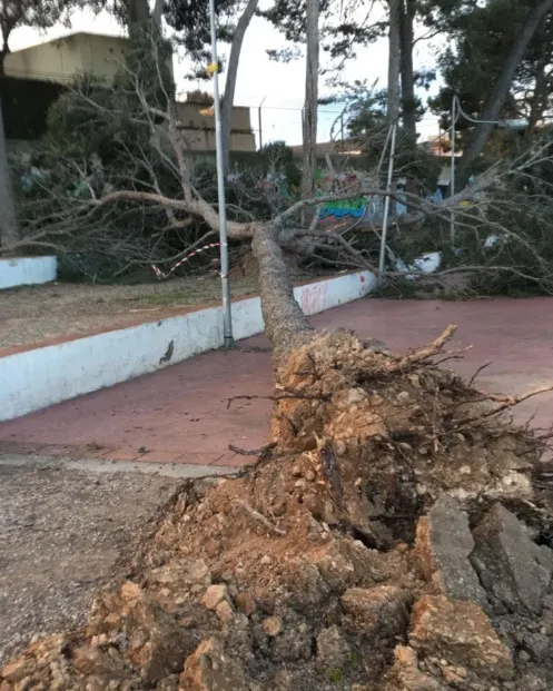 Mesures preventives per fer front al temporal de vent