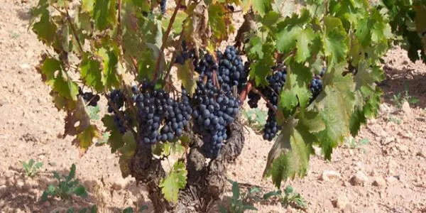 La DO Tarragona espera un increment de producció del 10% en la nova temporada de verema
