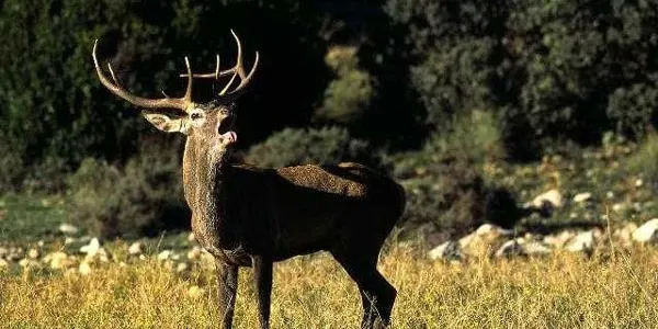 Comença la temporada de brama del cérvol al Parc Natural de l'Alt Pirineu