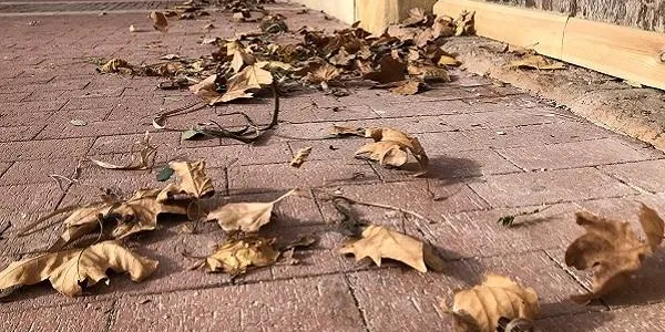 El Baix Gaià viu un nou episodi de vent