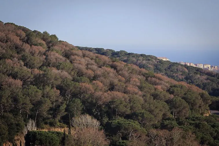 Els propietaris del Montnegre i Corredor alertats per l'avanç del 'tomicus'